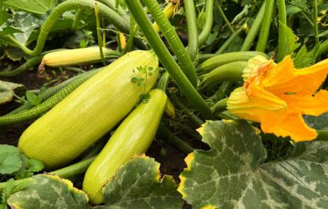 Три однозначні плюси від вживання кабачків